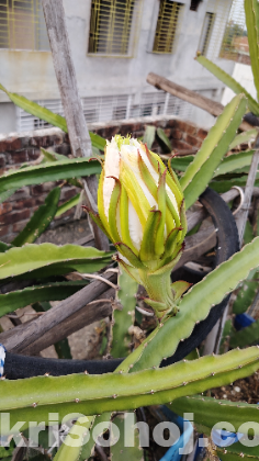 ড্রাগন গাছ